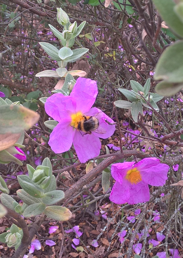Cistus albidus + Bombus terrestris