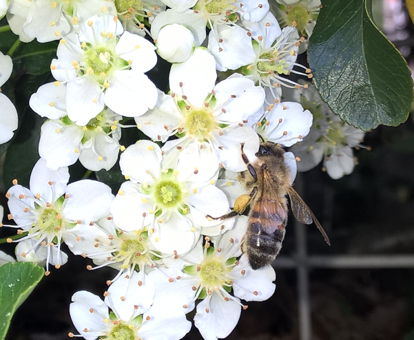 Apis mellifera butine (du nectar?) sur Pyracantha coccinea